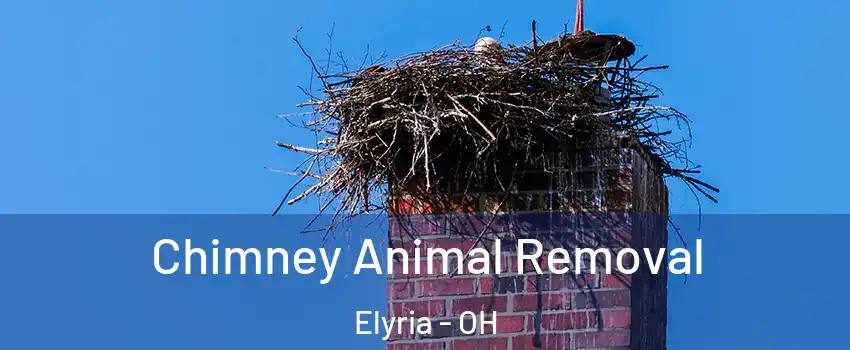 Chimney Animal Removal Elyria - OH