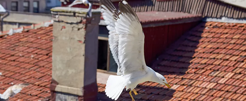 Residential Chimney Animal Removal Solution in Elyria, OH