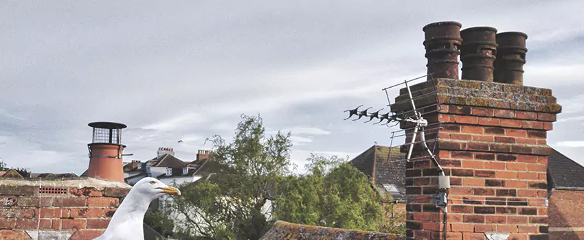 Chimney Cleaning And Restoration in Elyria, Ohio